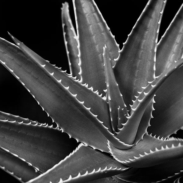 Aloes