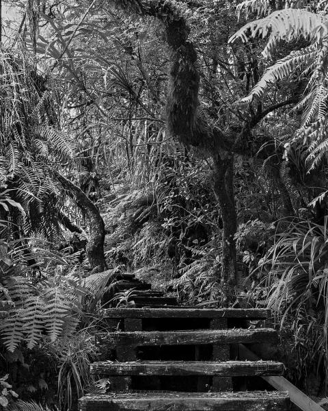 Sentier dans la forêt de Bélouve